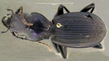 Media type: image;   Entomology 30363 Aspect: habitus dorsal view
